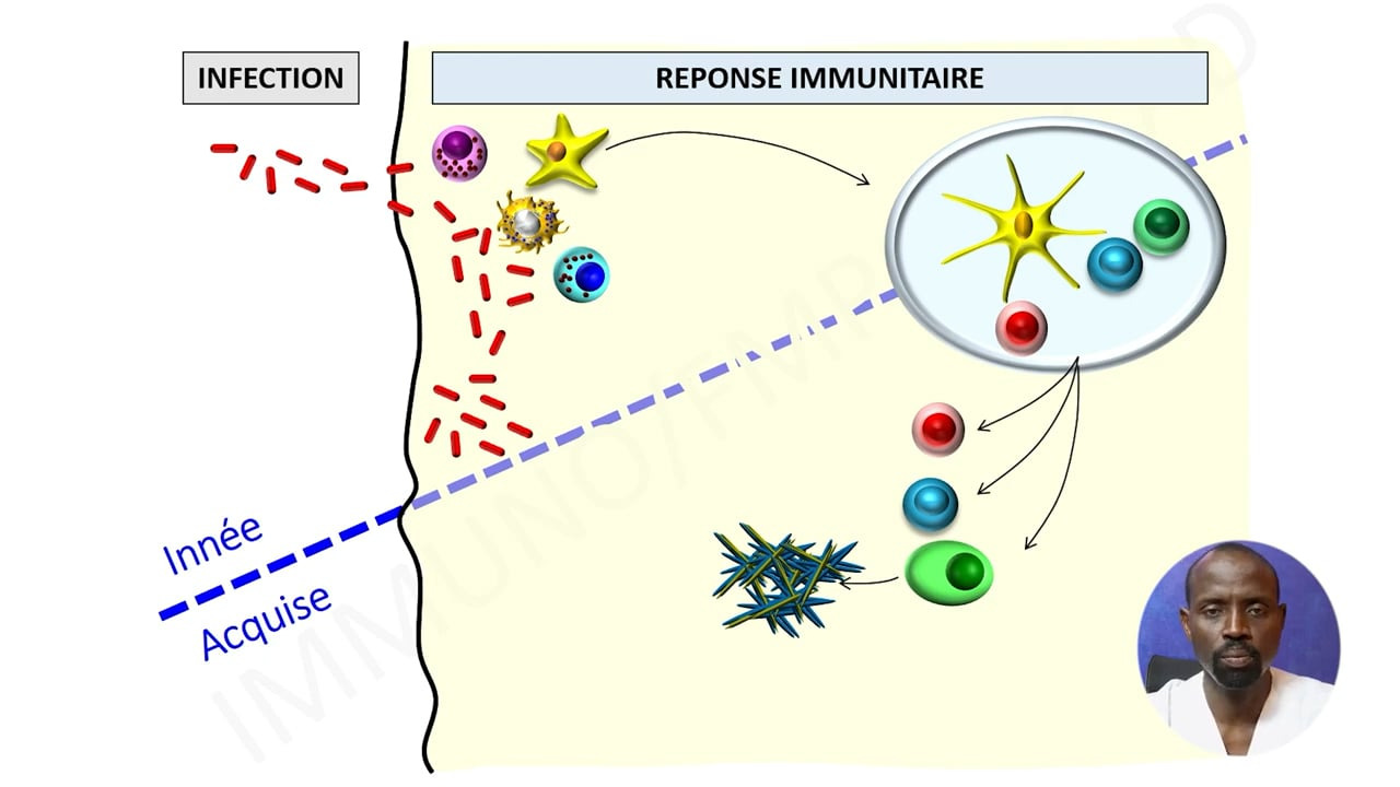 Myopathies Inflammatoires - Mécanismes et Auto-anticorps